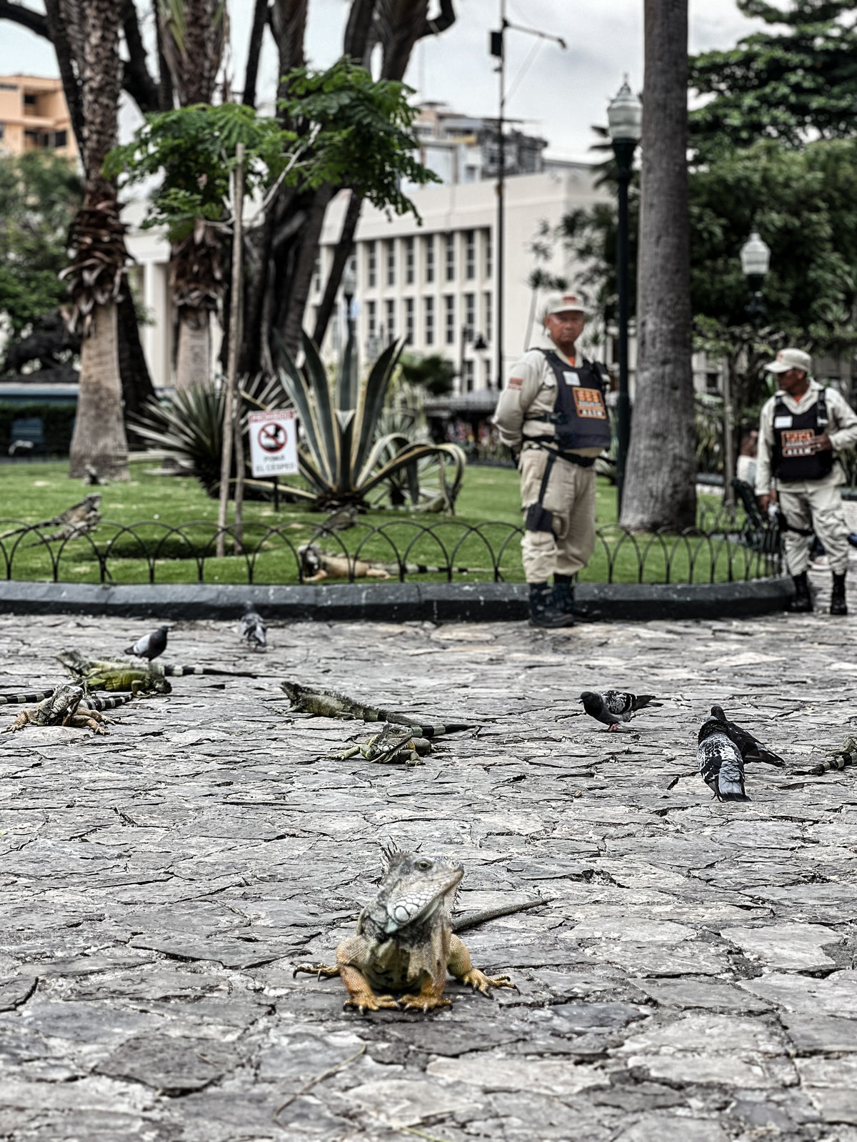 Guayaquil, Ecuador: iguanas roam a city park. Photo by Mike Boisvert / The Skate Nomad